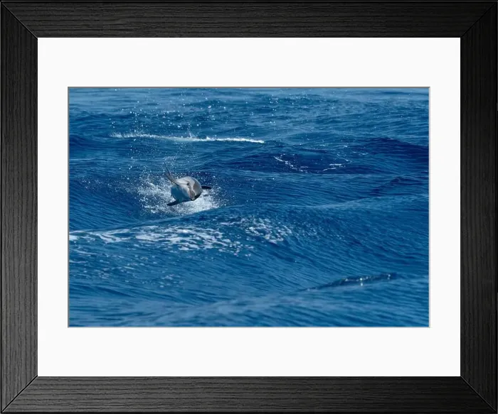 Framed Print : A striped dolphin, Stenella coeruleoalba, wild and free jumping in mediterranean Sea