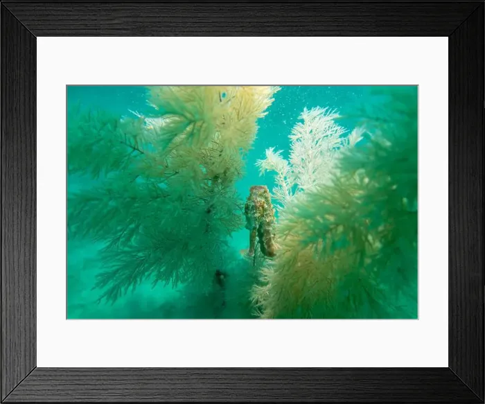 Framed Print : A seahorse among soft corals in turquoise light at the bottom of the Gulf of Oman in Fujairah, United Arab Emirates
