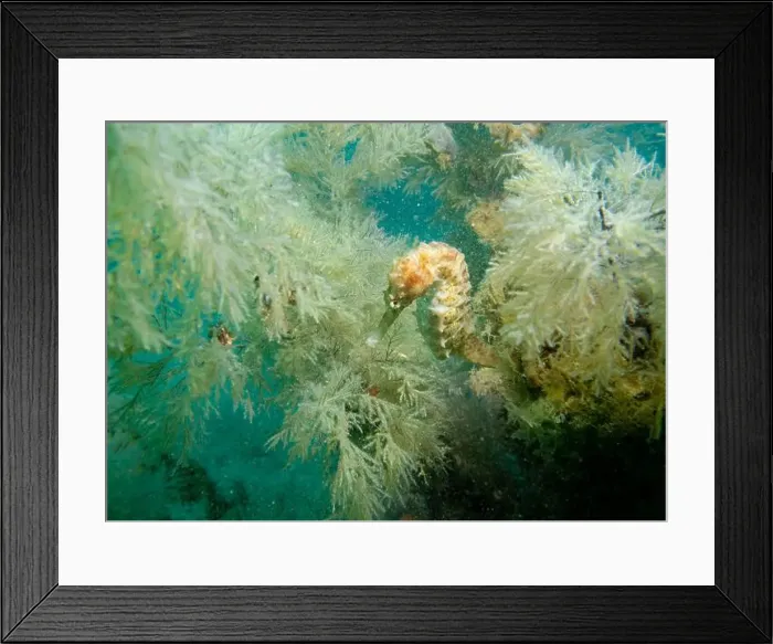 Framed Print : A seahorse among soft corals in turquoise light at the bottom of the Gulf of Oman in Fujairah, United Arab Emirates Framed Print : A seahorse among soft corals in turquoise light at the bottom of the Gulf of Oman in Fujairah, United Arab Emirates