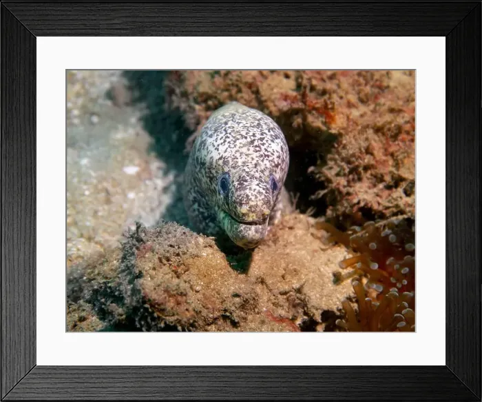 Framed Print : Pepper moray eel fish on the Gulf of Oman Days in Fujairah, United Arab Emirates Framed Print : Pepper moray eel fish on the Gulf of Oman Days in Fujairah, United Arab Emirates