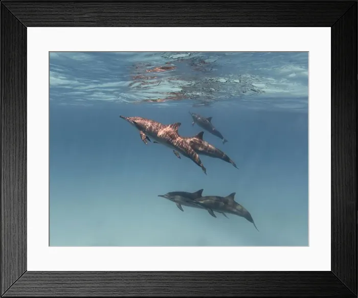 Framed Print : Group of spinner dolphins swimming in the blue sea underwater Framed Print : Group of spinner dolphins swimming in the blue sea underwater