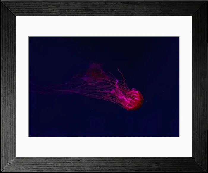 Framed Print : Fluorescent jellyfish swimming underwater aquarium pool with red neon light Framed Print : Fluorescent jellyfish swimming underwater aquarium pool with red neon light