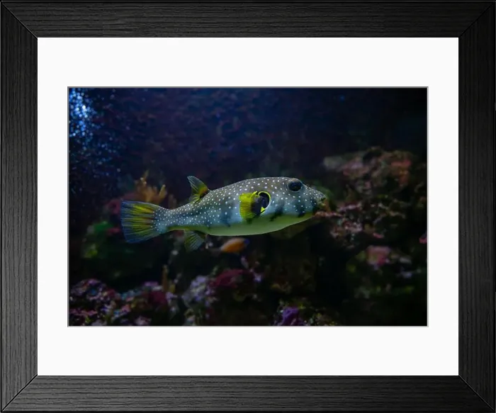 Framed Print : White-spotted puffer, Whitespotted blaasop or Stripedbelly blowfish (Arothron hispidus) Framed Print : White-spotted puffer, Whitespotted blaasop or Stripedbelly blowfish (Arothron hispidus)