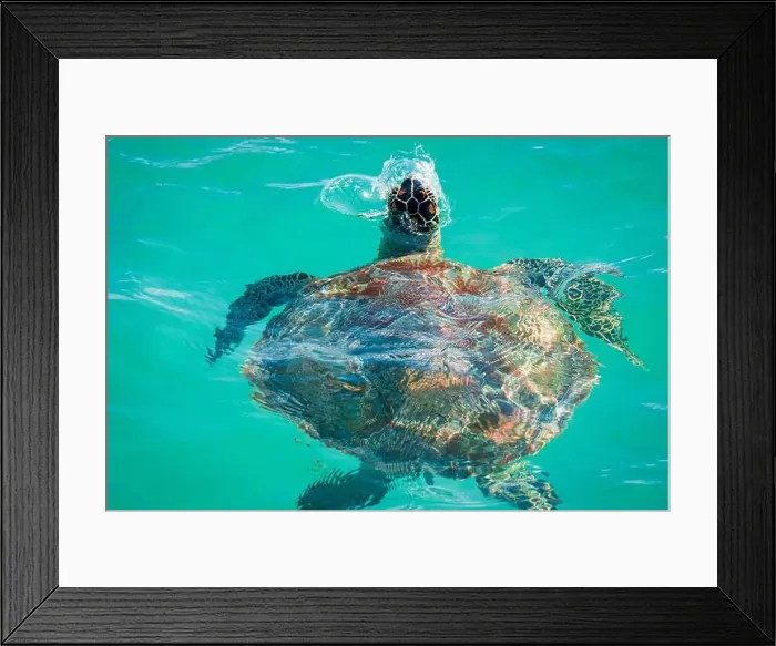 Framed Print : Close-up view of a beautiful adult sea turtle breaking through the surface to breathe, off the coast of Mauritius Framed Print : Close-up view of a beautiful adult sea turtle breaking through the surface to breathe, off the coast of Mauritius