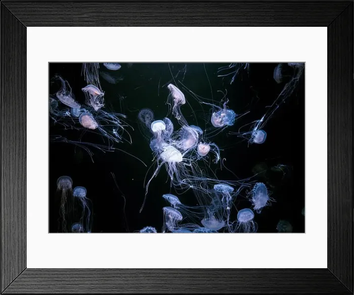 Framed Print : Group of Atlantic sea nettle, Chrysaora quinquecirrha Framed Print : Group of Atlantic sea nettle, Chrysaora quinquecirrha