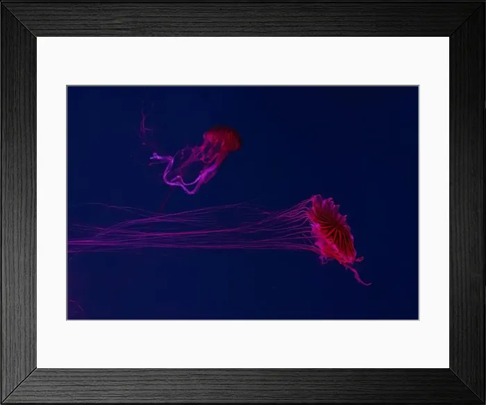 Framed Print : Two fluorescent jellyfish swimming underwater aquarium pool with neon light Framed Print : Two fluorescent jellyfish swimming underwater aquarium pool with neon light