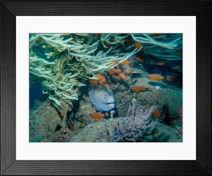 Framed Print : A white honeycomb moray eel among a flock of small fish at the bottom of the Gulf of Oman in Fujairah Framed Print : A white honeycomb moray eel among a flock of small fish at the bottom of the Gulf of Oman in Fujairah