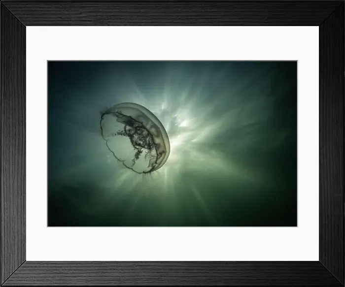 Framed Print : saltwater marine life creature jellyfish called moon jelly or aurelia aurita Framed Print : saltwater marine life creature jellyfish called moon jelly or aurelia aurita