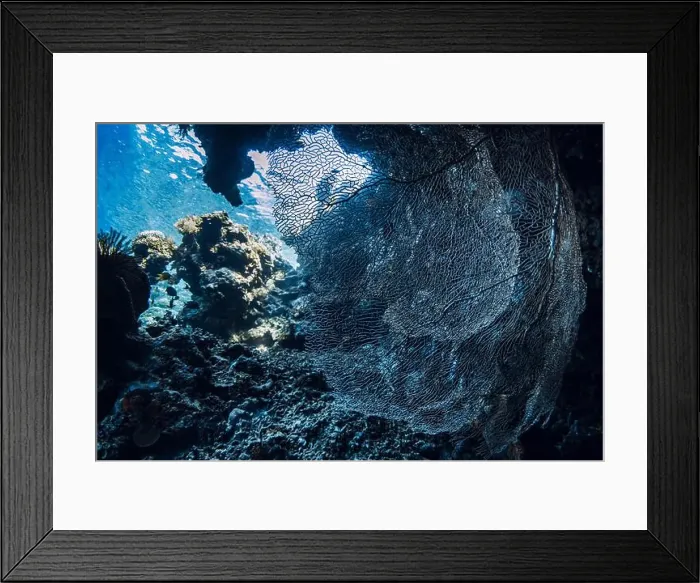 Framed Print : Soft corals underwater in deep ocean on Bali. Coral reef garden