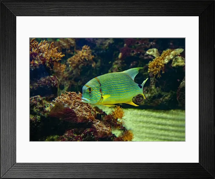 Framed Print : Blue-lined seabream or sailfin snapper (Symphorichthys spilurus) Framed Print : Blue-lined seabream or sailfin snapper (Symphorichthys spilurus)