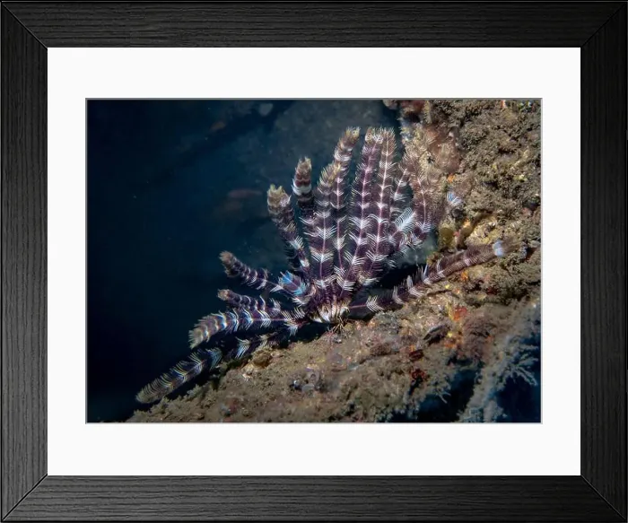 Framed Print : Sea lily on the wreck of a sunken ship at the bottom of the Gulf of Oman in Fujairah, United Arab Emirates