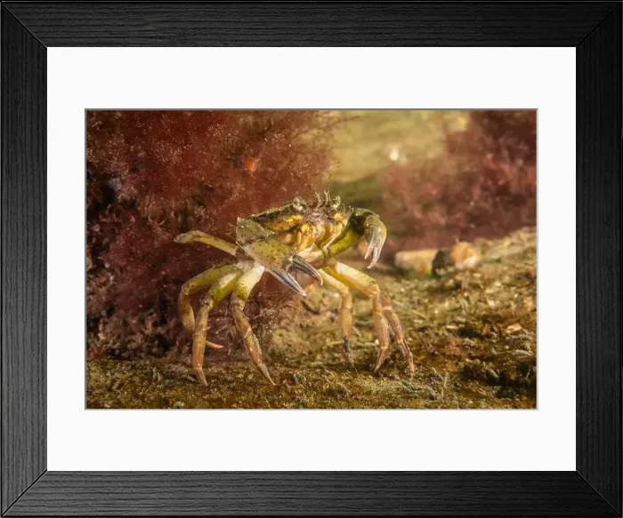 Framed Print : Cold salt water zeeland crab in Dutch Netherlands scuba dive site Framed Print : Cold salt water zeeland crab in Dutch Netherlands scuba dive site