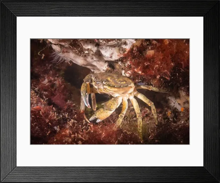 Framed Print : Cold salt water zeeland crab in Dutch Netherlands scuba dive site Framed Print : Cold salt water zeeland crab in Dutch Netherlands scuba dive site