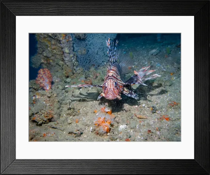 Framed Print : Lion fish among corals at the bottom of the Gulf of Oman in Fujairah, United Arab Emirates Framed Print : Lion fish among corals at the bottom of the Gulf of Oman in Fujairah, United Arab Emirates