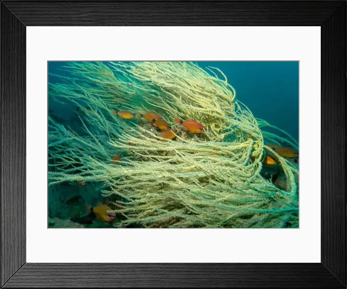 Framed Print : A flock of small fish among the branches of soft coral moves against the current of the Gulf of Oman in Fujairah Framed Print : A flock of small fish among the branches of soft coral moves against the current of the Gulf of Oman in Fujairah