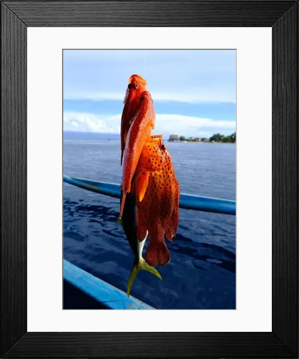 Framed Print : Indonesia Bunaken - View our fishing results Red Grooper Framed Print : Indonesia Bunaken - View our fishing results Red Grooper
