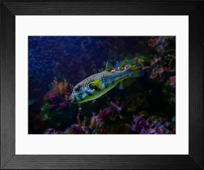 Framed Print : White-spotted puffer, Whitespotted blaasop or Stripedbelly blowfish (Arothron hispidus) Framed Print : White-spotted puffer, Whitespotted blaasop or Stripedbelly blowfish (Arothron hispidus)