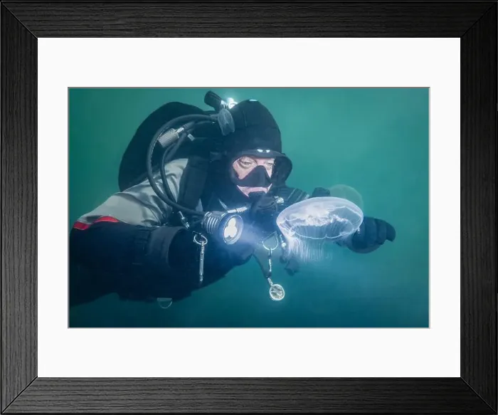 Framed Print : A cold water sport scuba diver explores the green water of Zeeland Netherlands with moon jellyfish wildlife swimming Framed Print : A cold water sport scuba diver explores the green water of Zeeland Netherlands with moon jellyfish wildlife swimming