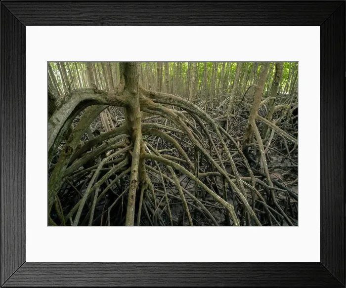 Framed Print : Tangled mangrove roots in muddy coastal swamp Framed Print : Tangled mangrove roots in muddy coastal swamp