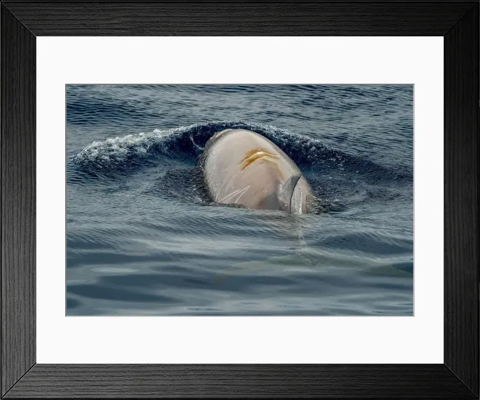 Framed Print : A Cuvier's beaked whale Damaged by propeller impact collision Framed Print : A Cuvier's beaked whale Damaged by propeller impact collision