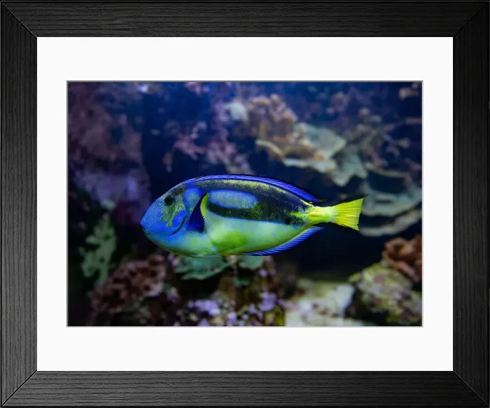 Framed Print : Blue Tang, Blue Hippo Tang or Palete Surgeonfish (Paracanthurus hepatus) Framed Print : Blue Tang, Blue Hippo Tang or Palete Surgeonfish (Paracanthurus hepatus)