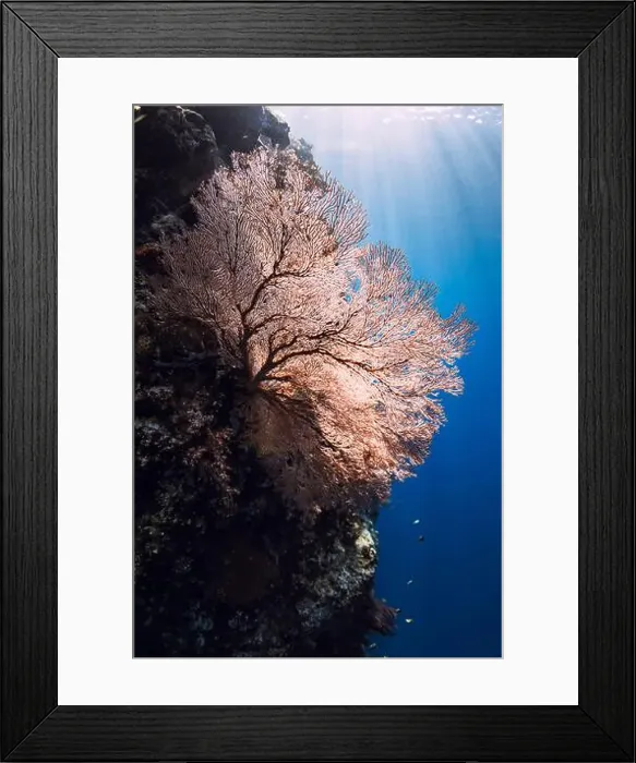 Framed Print : Amazing red soft corals underwater in blue ocean Bali. Coral reef garden