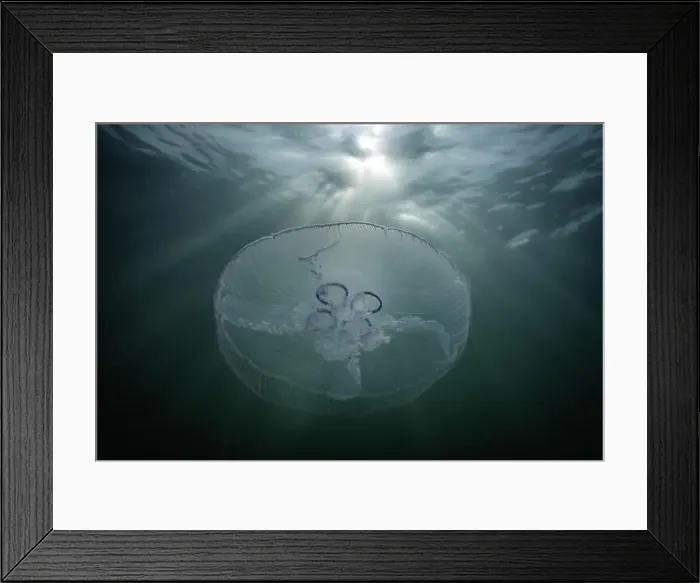 Framed Print : saltwater marine life creature jellyfish called moon jelly or aurelia aurita Framed Print : saltwater marine life creature jellyfish called moon jelly or aurelia aurita