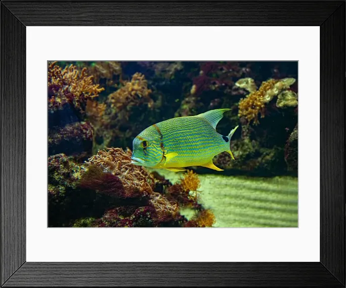 Framed Print : Blue-lined seabream or sailfin snapper (Symphorichthys spilurus) Framed Print : Blue-lined seabream or sailfin snapper (Symphorichthys spilurus)
