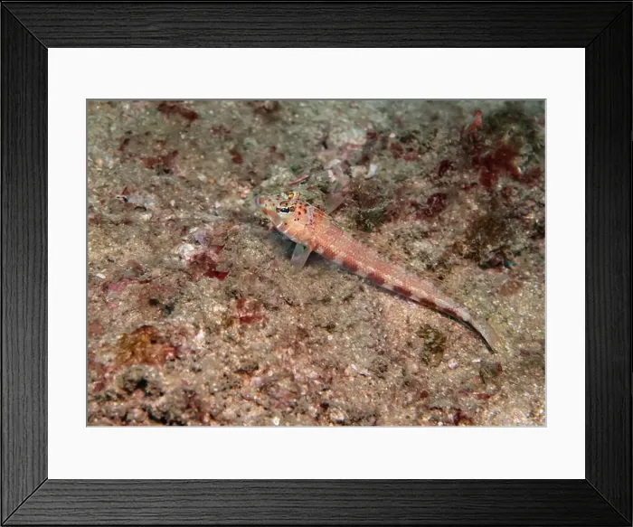 Framed Print : Dogfish at the bottom of the Gulf of Oman in Fujairah, United Arab Emirates Framed Print : Dogfish at the bottom of the Gulf of Oman in Fujairah, United Arab Emirates