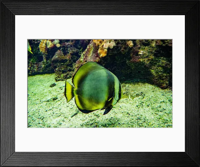 Framed Print : teira batfish or longfin batfish (Platax teira) Framed Print : teira batfish or longfin batfish (Platax teira)