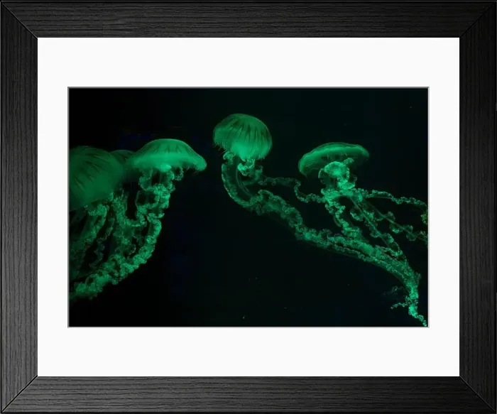 Framed Print : Four Jellifish South american sea nettle Framed Print : Four Jellifish South american sea nettle