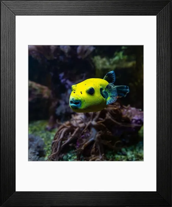 Framed Print : Yellow Blackspotted Puffer Or Dog-faced Puffer Fish Arothron Nigropunctatus Swimming In Water Framed Print : Yellow Blackspotted Puffer Or Dog-faced Puffer Fish Arothron Nigropunctatus Swimming In Water