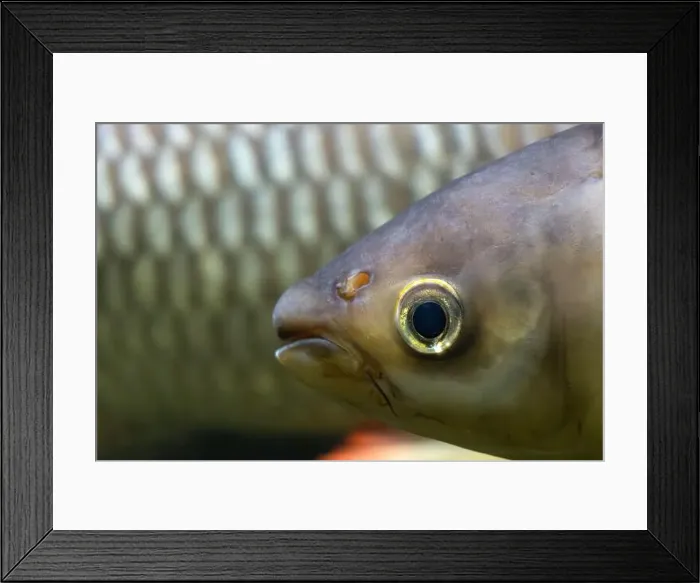 Framed Print : Head of hovens carp - leptobarbus hoevenii, floating in water Framed Print : Head of hovens carp - leptobarbus hoevenii, floating in water