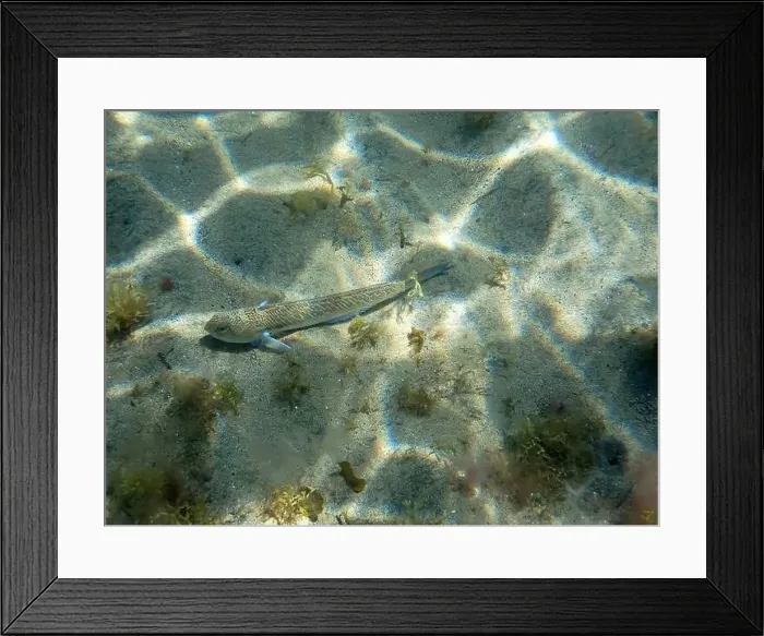 Framed Print : Greater weever (Trachinus draco) Framed Print : Greater weever (Trachinus draco)