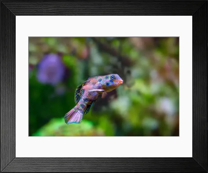 Framed Print : picturesque dragonet (Synchiropus picturatus) Framed Print : picturesque dragonet (Synchiropus picturatus)
