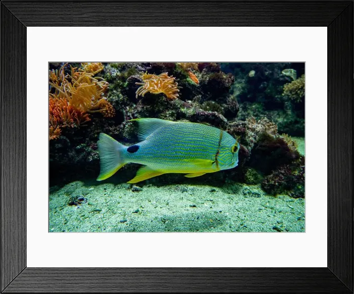 Framed Print : Blue-lined seabream or sailfin snapper (Symphorichthys spilurus) Framed Print : Blue-lined seabream or sailfin snapper (Symphorichthys spilurus)