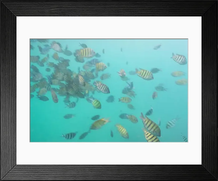 Framed Print : A flock of colorful fish living in coral reefs, underwater photography Framed Print : A flock of colorful fish living in coral reefs, underwater photography