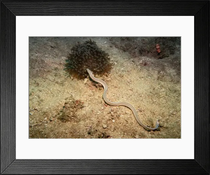 Framed Print : A sea eel mimicking a snake at the bottom of the Gulf of Oman in Fujairah, United Arab Emirates Framed Print : A sea eel mimicking a snake at the bottom of the Gulf of Oman in Fujairah, United Arab Emirates