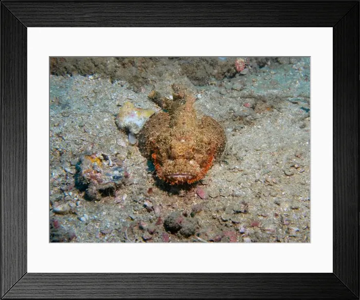 Framed Print : Poisonous scorpion fish at the bottom of the Gulf of Oman in Fujairah, United Arab Emirates