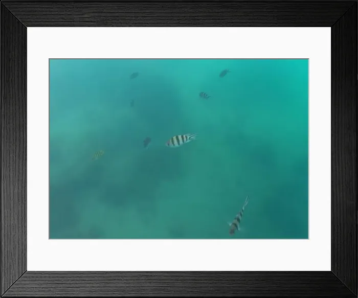 Framed Print : A flock of colorful fish living in coral reefs