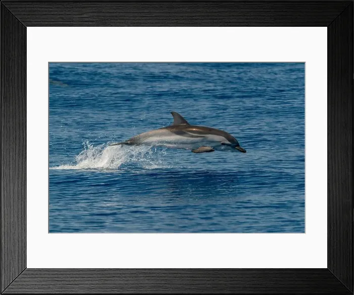 Framed Print : A striped dolphin, Stenella coeruleoalba, wild and free jumping in mediterranean Sea Framed Print : A striped dolphin, Stenella coeruleoalba, wild and free jumping in mediterranean Sea