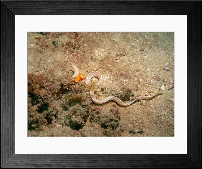 Framed Print : A sea eel mimicking a snake at the bottom of the Gulf of Oman in Fujairah, United Arab Emirates Framed Print : A sea eel mimicking a snake at the bottom of the Gulf of Oman in Fujairah, United Arab Emirates