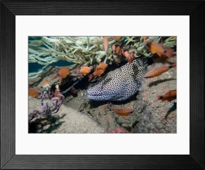 Framed Print : A white honeycomb moray eel among a flock of small fish at the bottom of the Gulf of Oman in Fujairah Framed Print : A white honeycomb moray eel among a flock of small fish at the bottom of the Gulf of Oman in Fujairah