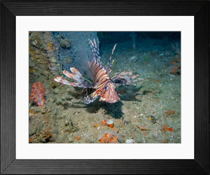 Framed Print : Lion fish among corals at the bottom of the Gulf of Oman in Fujairah, United Arab Emirates Framed Print : Lion fish among corals at the bottom of the Gulf of Oman in Fujairah, United Arab Emirates