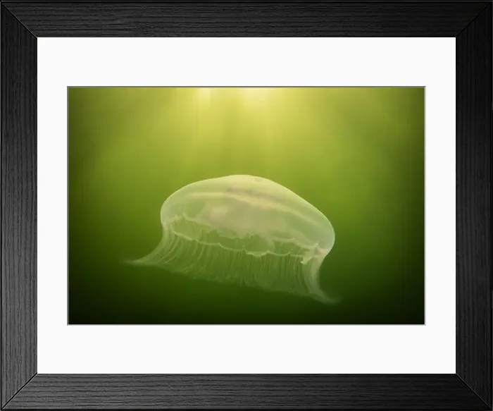 Framed Print : saltwater marine life creature jellyfish called moon jelly or aurelia aurita Framed Print : saltwater marine life creature jellyfish called moon jelly or aurelia aurita