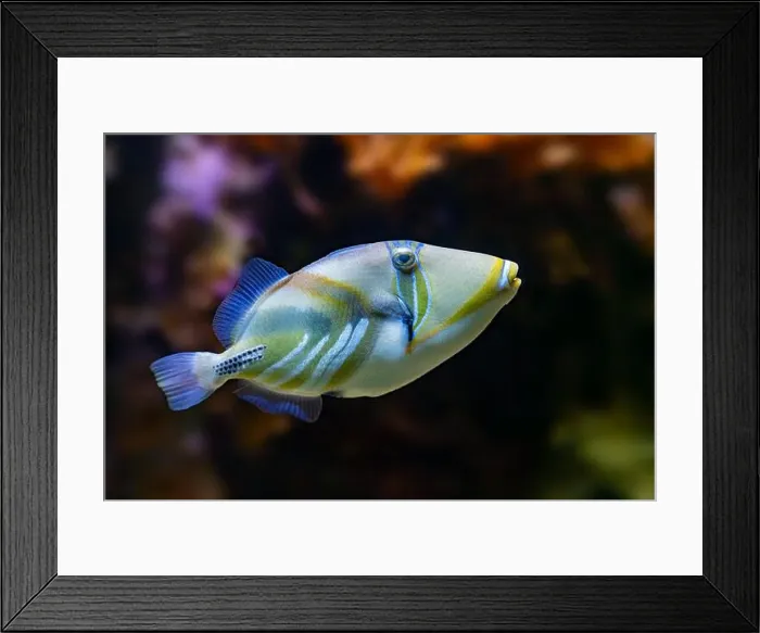Framed Print : Picasso Triggerfish (Rhinecanthus assasi) Red Sea Framed Print : Picasso Triggerfish (Rhinecanthus assasi) Red Sea