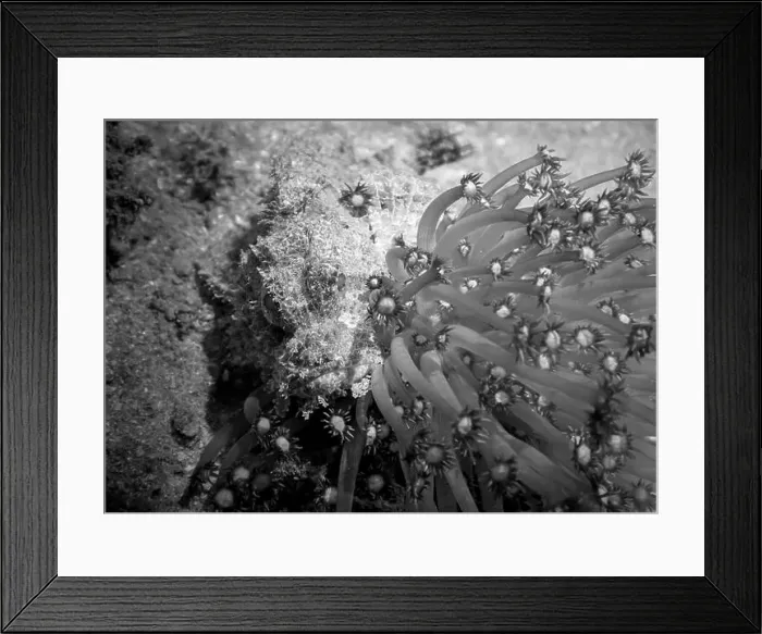 Framed Print : Poisonous scorpion fish among soft corals at the bottom of the Gulf of Oman in Fujairah, United Arab Emirates