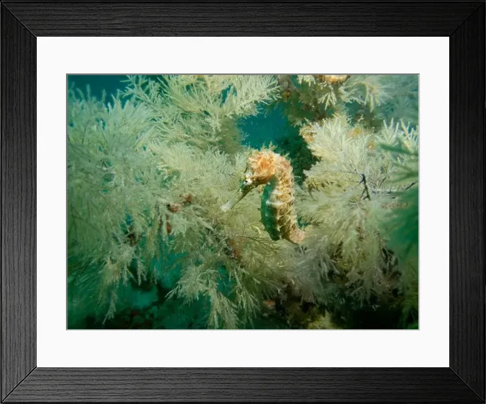 Framed Print : A seahorse among soft corals in turquoise light at the bottom of the Gulf of Oman in Fujairah, United Arab Emirates Framed Print : A seahorse among soft corals in turquoise light at the bottom of the Gulf of Oman in Fujairah, United Arab Emirates