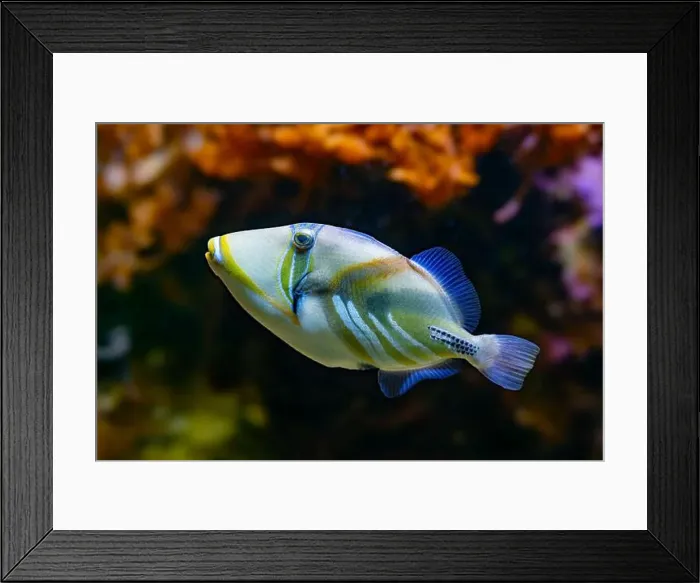 Framed Print : Picasso Triggerfish (Rhinecanthus assasi) Red Sea Framed Print : Picasso Triggerfish (Rhinecanthus assasi) Red Sea