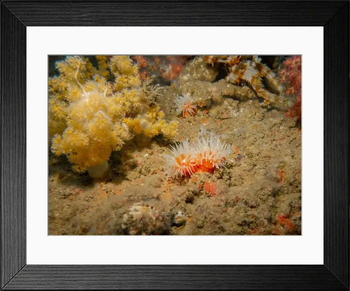 Framed Print : Soft corals at the bottom of the Gulf of Oman in Fujairah, United Arab Emirates Framed Print : Soft corals at the bottom of the Gulf of Oman in Fujairah, United Arab Emirates